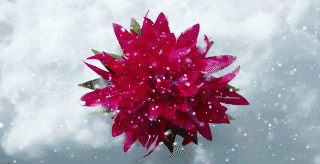 #成分说：来自雪域高原的抗氧传奇