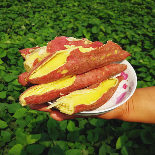 【陕西板栗红薯 5斤】| 细腻香甜，软糯不水唧，富含膳食纤维。年年热卖 农家天然种植，吃起来还有板栗的香味 商品图0