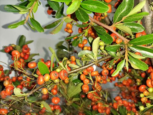 火棘果橙红色若干枝扎