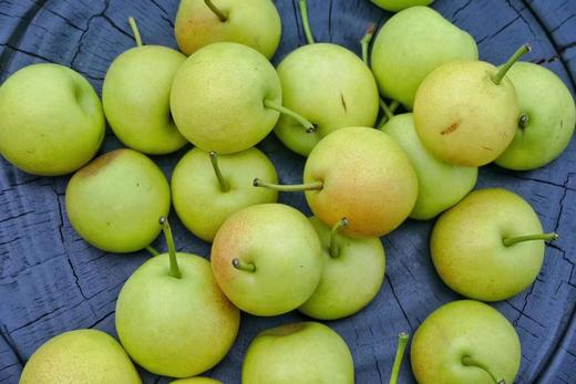 【云南绿宝石 雪梨】4斤/约21-22颗左右,多汁无渣,肉质细嫩清脆