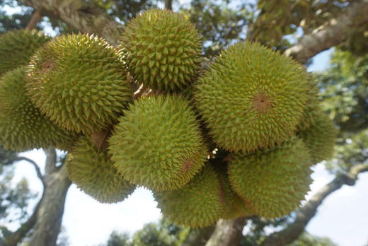 马来西亚“液氮”黑刺榴莲-产量很低，口感香糯甜，焦糖甜，冰淇淋般细腻丝滑，微微回苦 商品图5