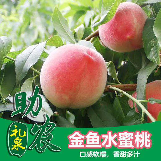 【陕西】金鱼水蜜桃10斤】 商品图0