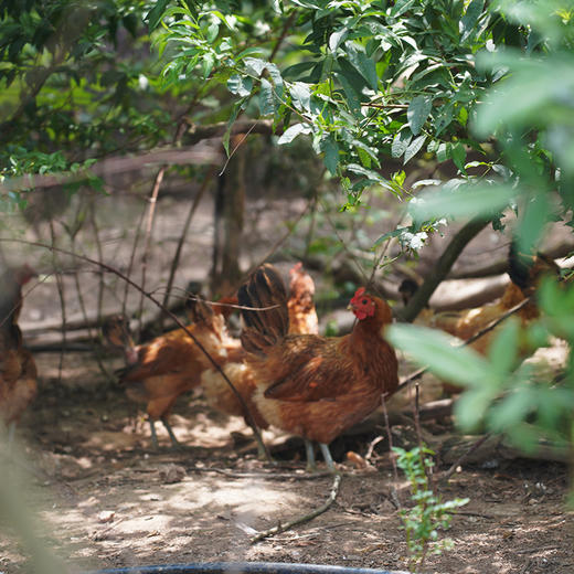 【武汉】供冠散养土鸡1.2kg±100g（每天上午10点截单，48h内发货） 商品图3