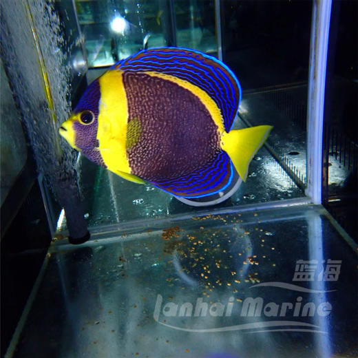 澳洲仙 母 商品图1