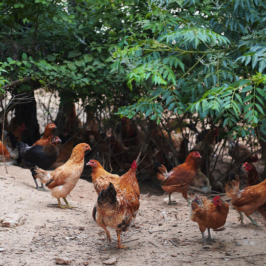 【武汉】供冠散养土鸡1.2kg±100g（每天上午10点截单，48h内发货） 商品图4