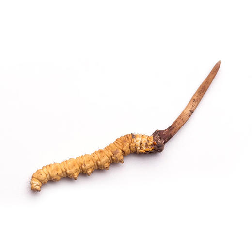 【拼团抢】179元1g/5根青海玉树滋补养生干冬虫夏草 商品图0