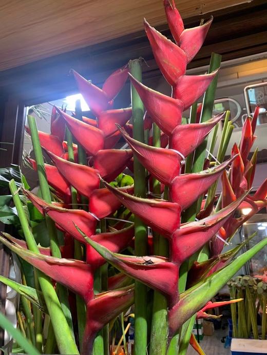 配花-富贵鸟 商品图0