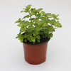 薄荷盆栽 商品缩略图0