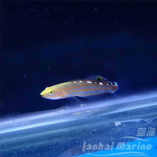 红线香蕉虾虎 商品图4