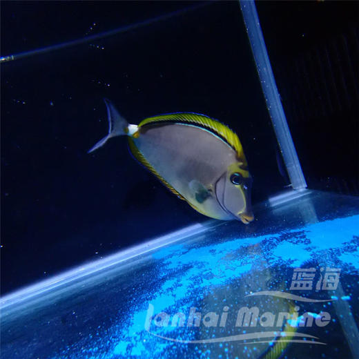 金毛吊 商品图5