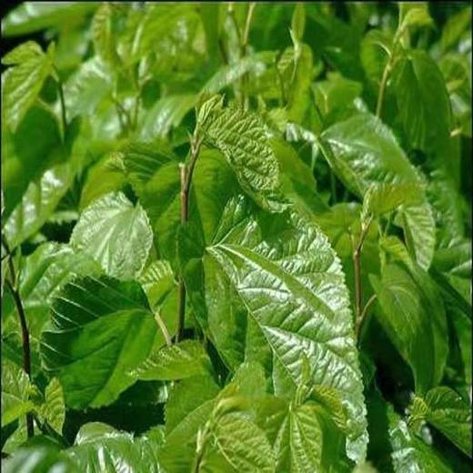 甄选     侧柏叶桑叶苦丁茶洗发包      40g*15袋/包 商品图2