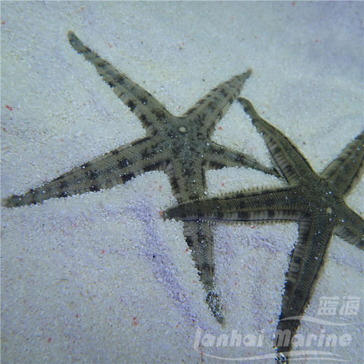 翻沙星 商品图1