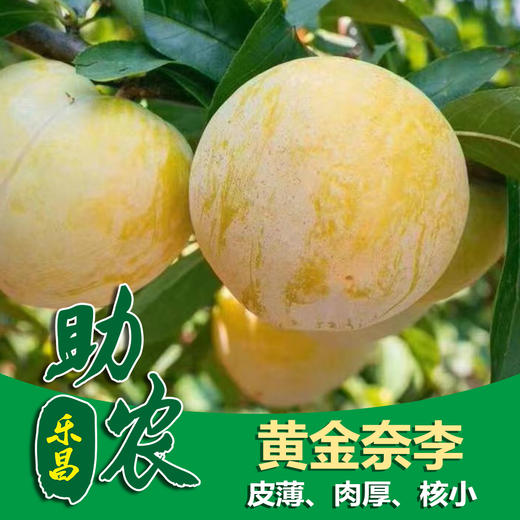 乐昌黄金奈李【5斤/10斤】皮薄、肉厚、核小，清甜可口 商品图0