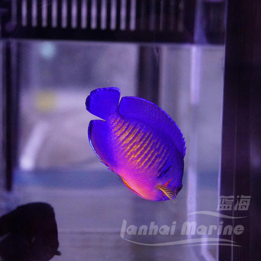 宿务蓝闪电 商品图4