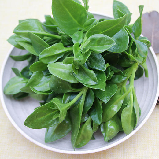 会员选菜穿心莲200g