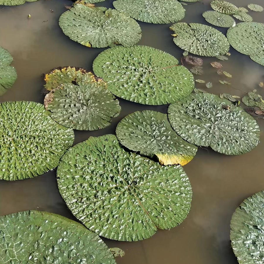 芡实植物长相图片图片