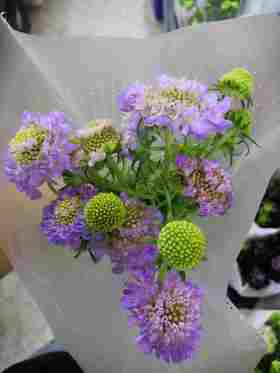 配花-松虫草-紫色