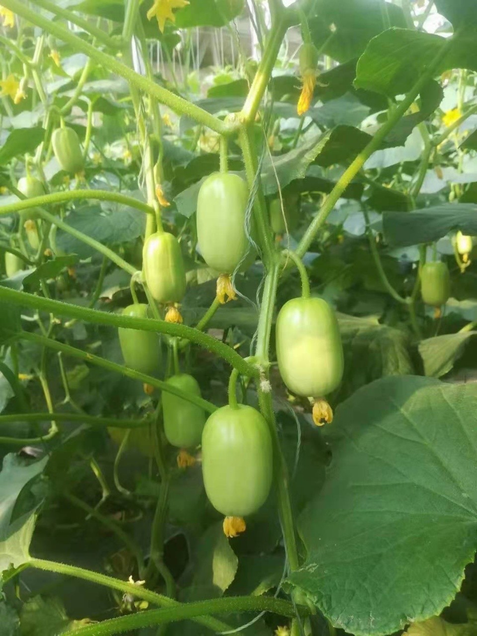 玉女水果小黄瓜5斤装