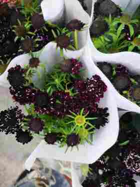 配花-松虫草-酒红