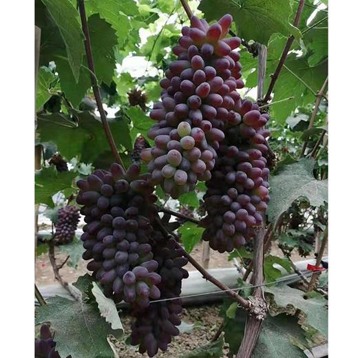 【9.9元2斤±50g】茉莉香葡萄（1500120） 商品图0