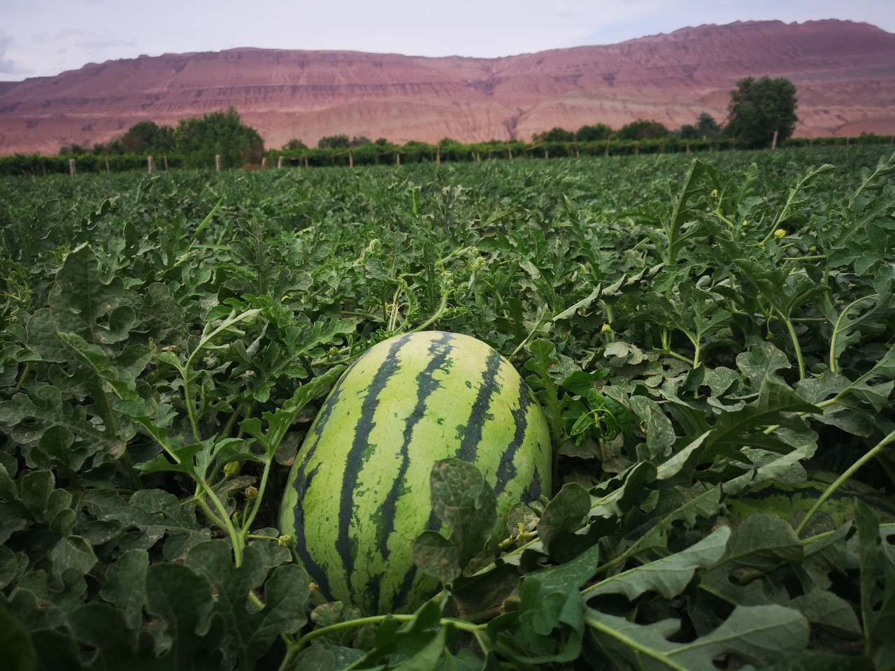 新疆吐鲁番金城大西瓜16斤左右一个装三天发一次货