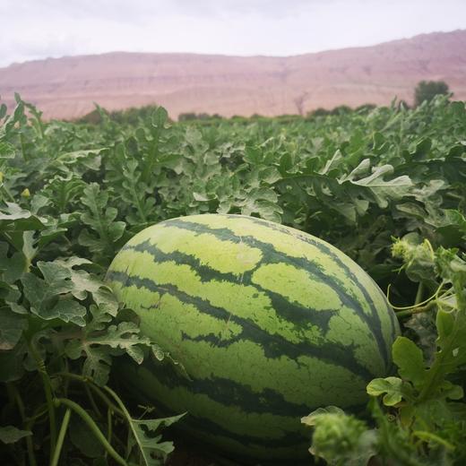 新疆吐鲁番金城大西瓜 10公斤左右（一个装） 商品图1