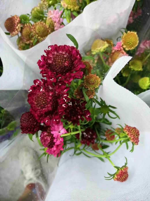 配花-松虫草-红色 商品图0