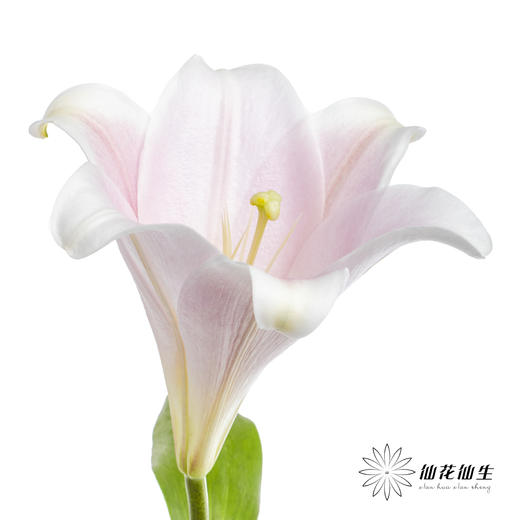 百合 | 铁炮粉色 商品图7