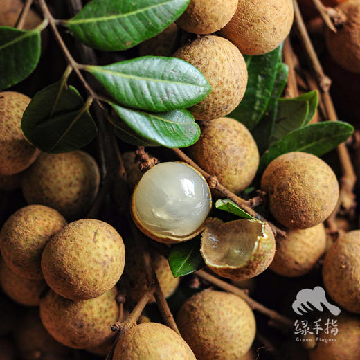 生态龙眼 | 合作生产 * Eco- longan | Coproduction 商品图4