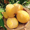 乐昌黄金奈李【5斤/10斤】皮薄、肉厚、核小，清甜可口 商品缩略图2
