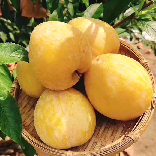 乐昌黄金奈李【5斤/10斤】皮薄、肉厚、核小，清甜可口 商品图2