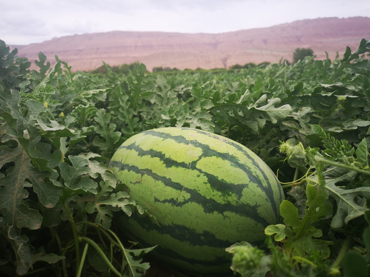 新疆吐鲁番金城大西瓜16斤左右一个装三天发一次货