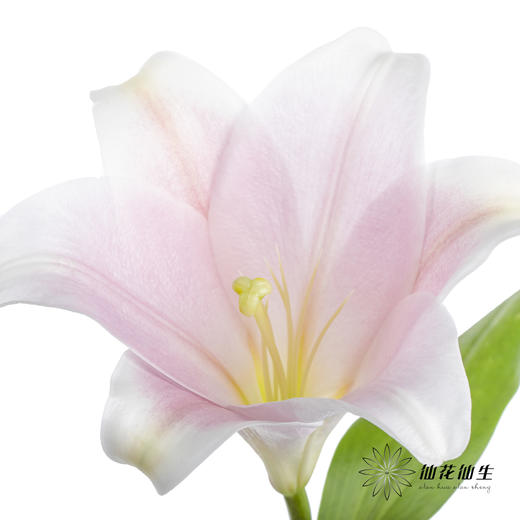 百合 | 铁炮粉色 商品图5