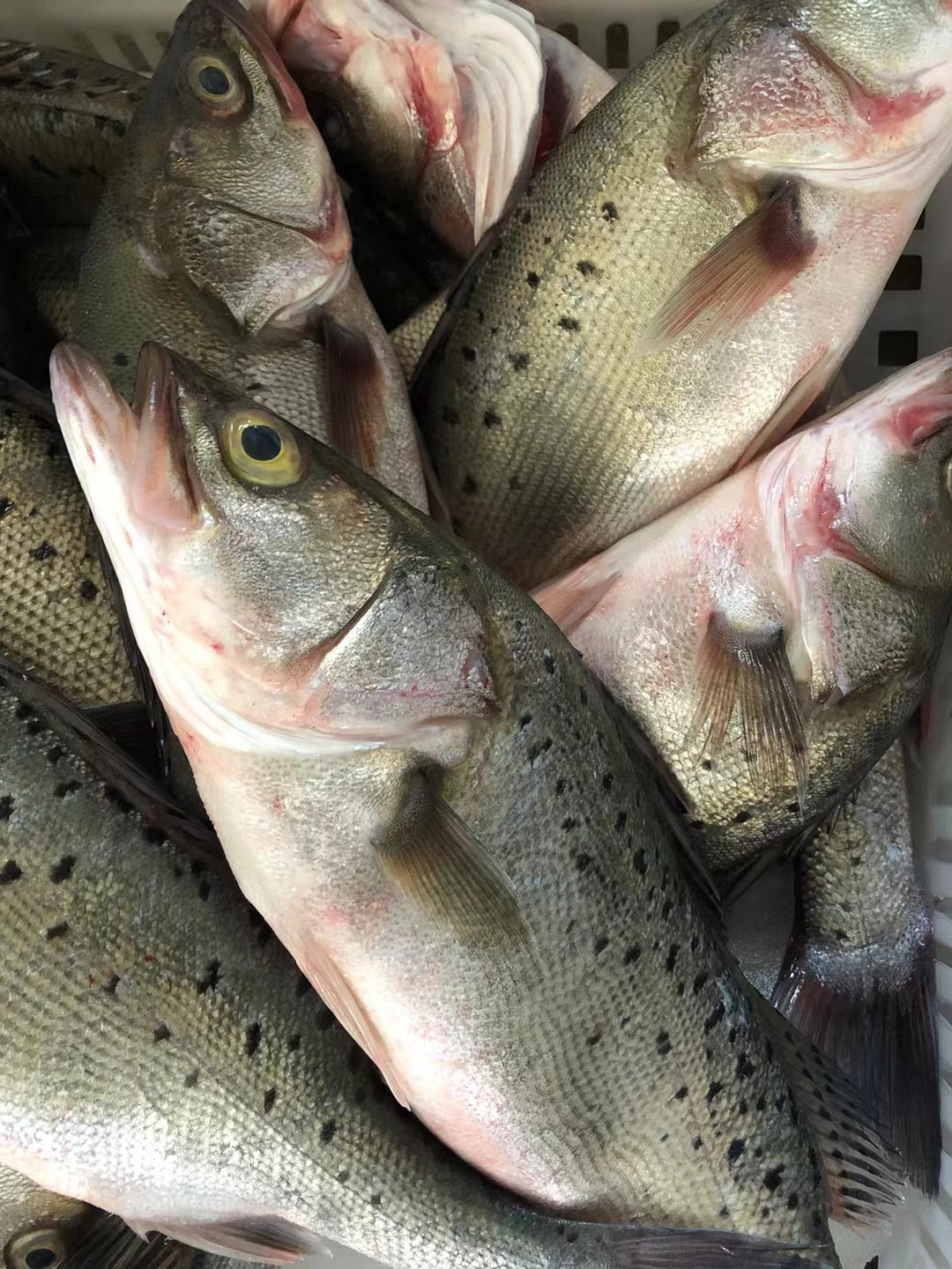 海鲈鱼本港深海鱼品种刺少肉多做法简单清蒸红烧香煎都可以