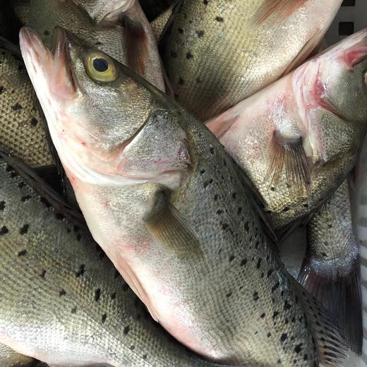 海鲈鱼本港深海鱼品种刺少肉多做法简单清蒸红烧香煎都可以