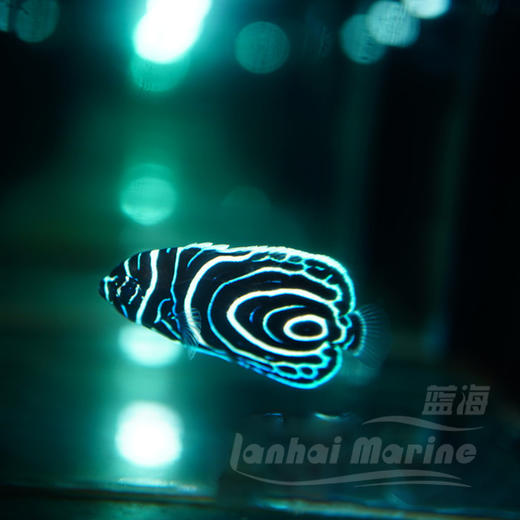 马代蓝圈 商品图5