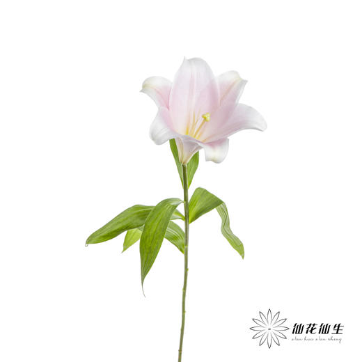 百合 | 铁炮粉色 商品图2