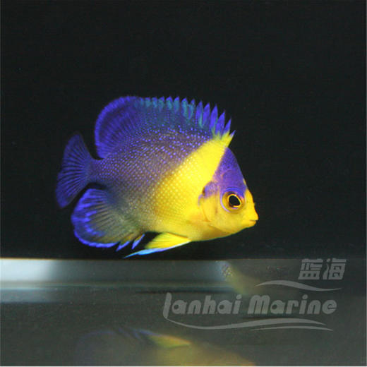 黄肚仙 商品图2