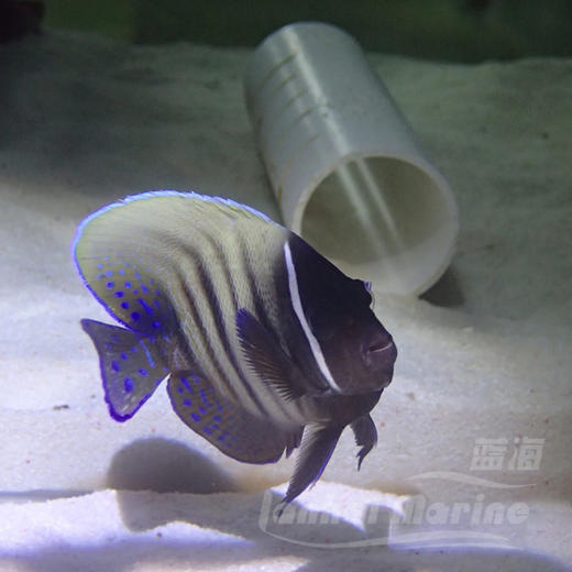 六间仙 商品图4