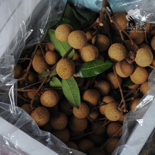 生态龙眼 | 合作生产 * Eco- longan | Coproduction 商品图2
