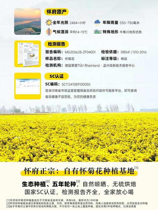 【第二罐半价】怀府街正宗怀菊花河南焦作特产冰菊黄菊花 商品图3