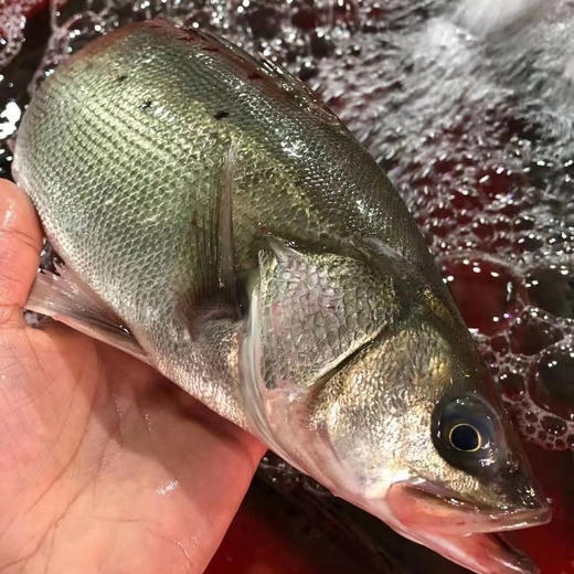 海鲈鱼本港深海鱼品种刺少肉多做法简单清蒸红烧香煎都可以