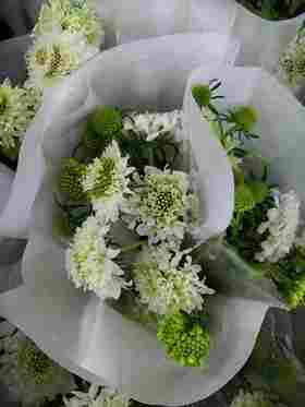 配花-松虫草-白色