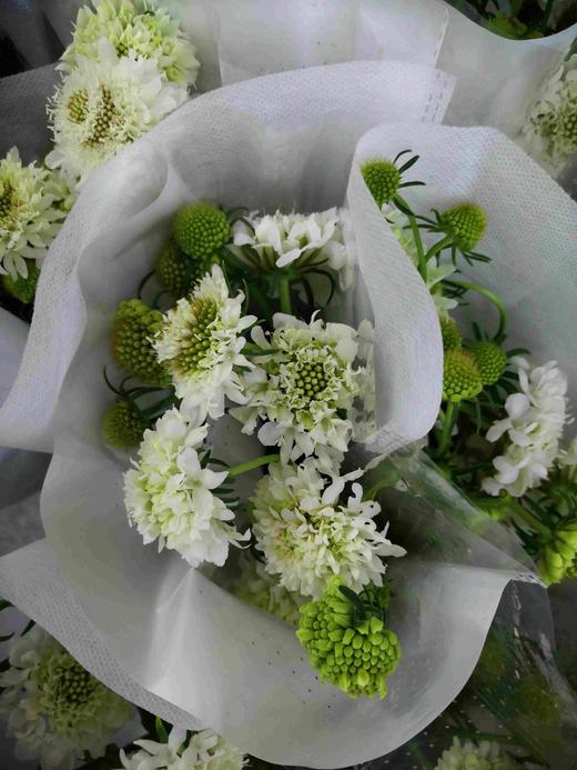 配花-松虫草-白色 商品图0