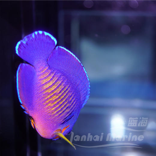 宿务蓝闪电 商品图3