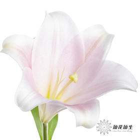 百合 | 铁炮粉色