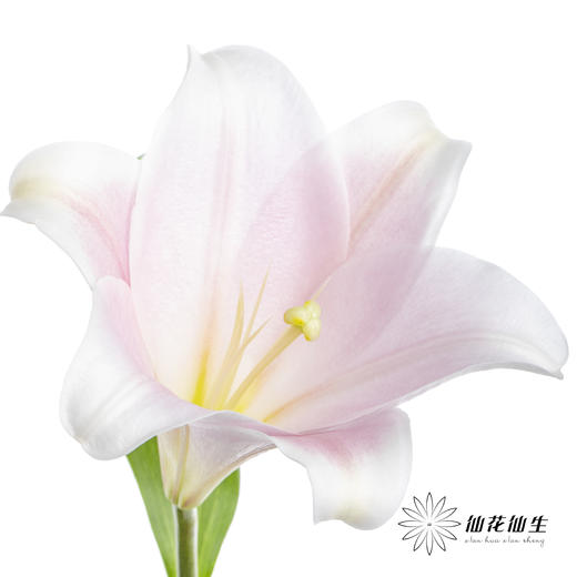 百合 | 铁炮粉色 商品图0