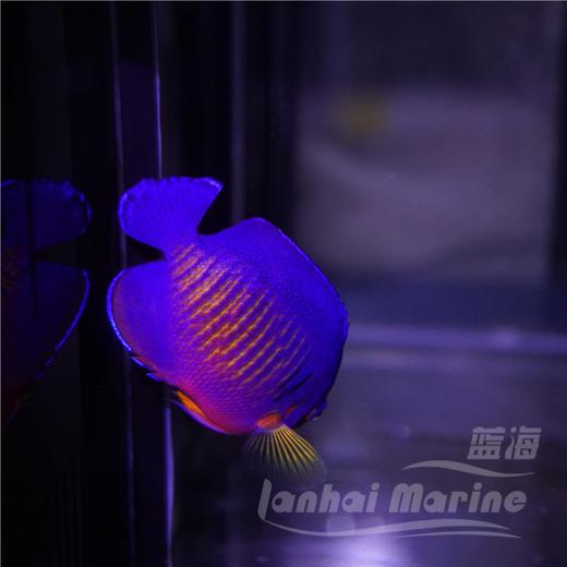 宿务蓝闪电 商品图5