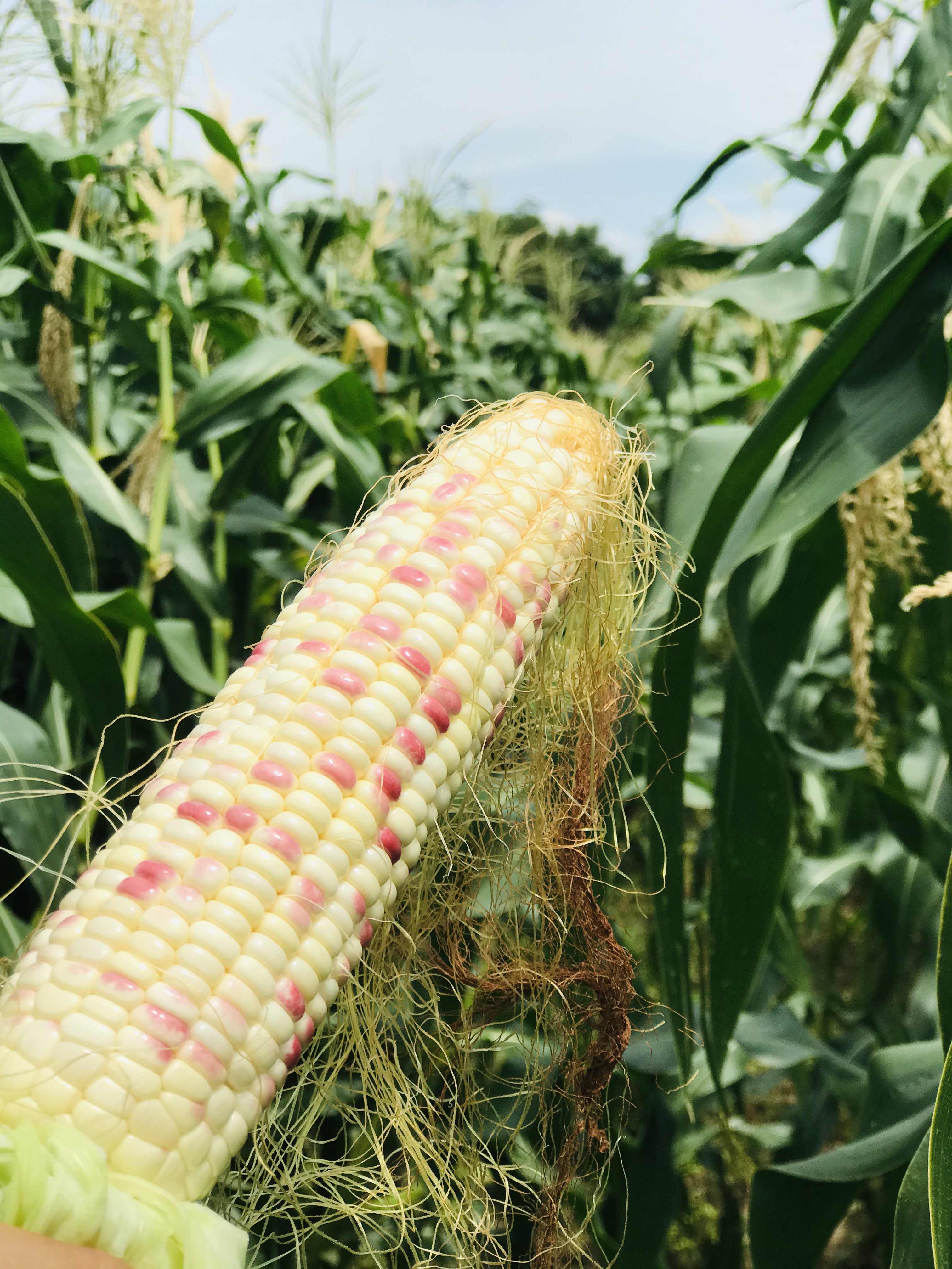 10月新茬益点田甜糯玉米热销中