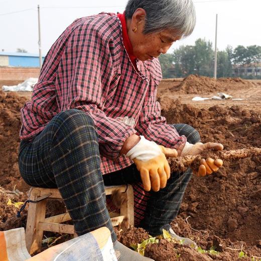 【中原贡品】焦作温县垆土铁棍山药5斤礼盒装 2024新鲜头茬原产地顺丰直发 赠削皮刀/一次性手套 商品图5